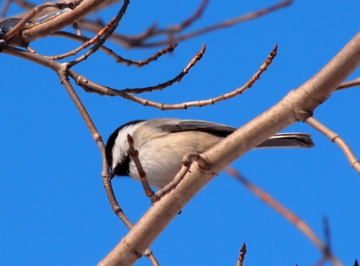 [Small bird is perched on a branch in a tree with no leaves. The bird has a black throat and a black top half of its head. The rest of the head is white. The stomach is white but leads to rusty white in the rear. The wings are greay with white edges.]
